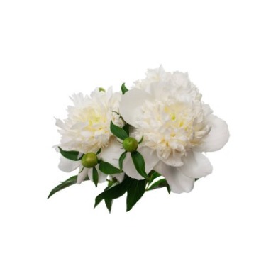 can dogs eat peony