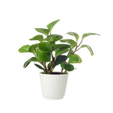 can dogs eat peperomia