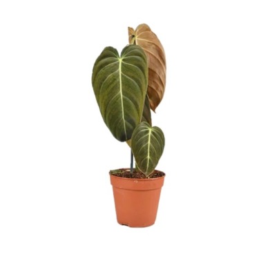 can dogs eat philodendron melanochrysum