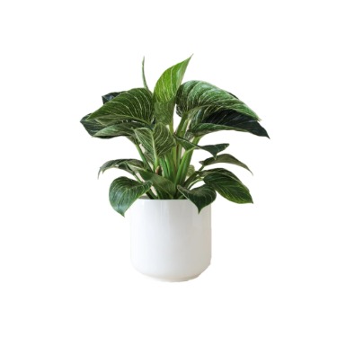 can dogs eat philodendron
