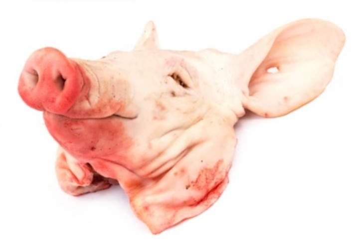 can dogs eat pig heads