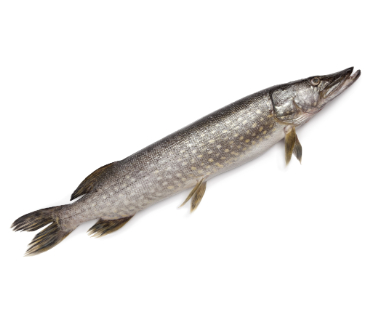 can dogs eat pike