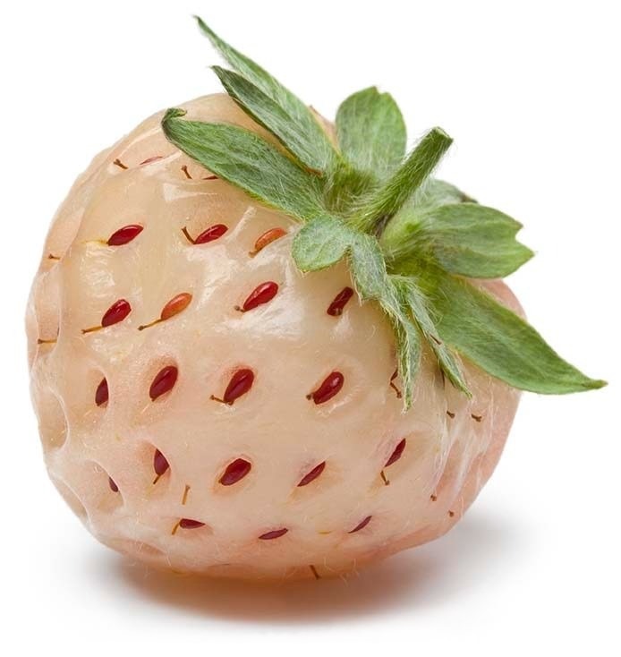 can dogs eat pineberries