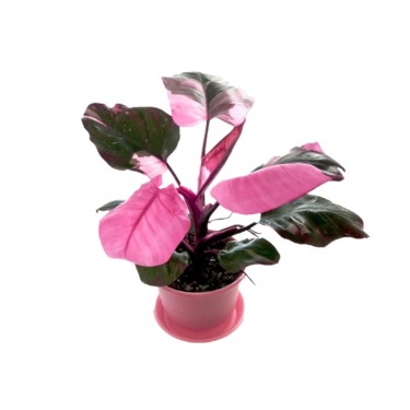 can dogs eat pink princess philodendron