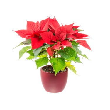 can dogs eat poinsettia