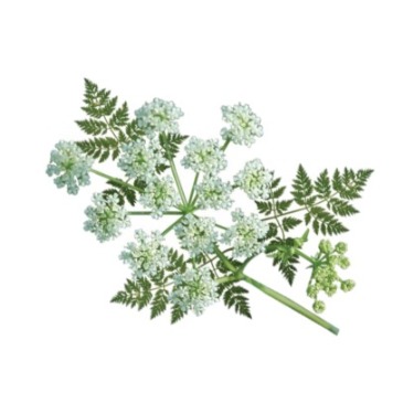 can dogs eat poison hemlock