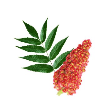 can dogs eat poison sumac