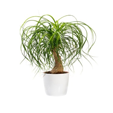 can dogs eat ponytail palm