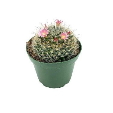 can dogs eat powder puff cactus