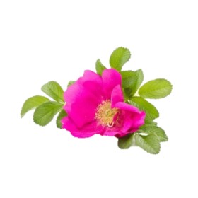 can dogs eat prairie rose