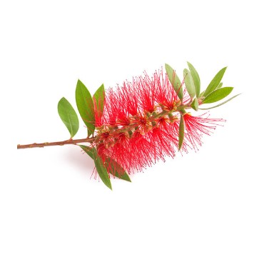 can dogs eat prickly bottlebrush