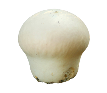 are puffball mushrooms safe for dogs