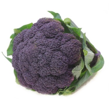 can dogs eat purple broccoli