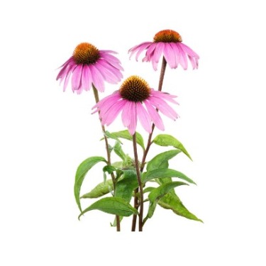 can dogs eat purple coneflower