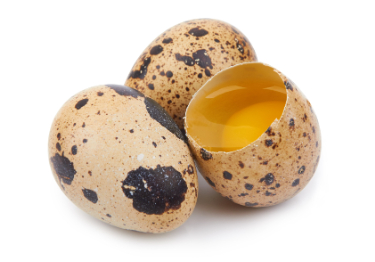 can dogs have quail eggs