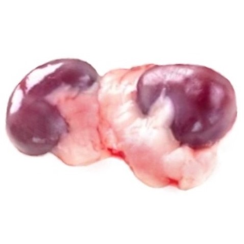 can dogs eat rabbit kidneys