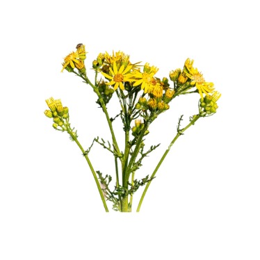 can dogs eat ragwort