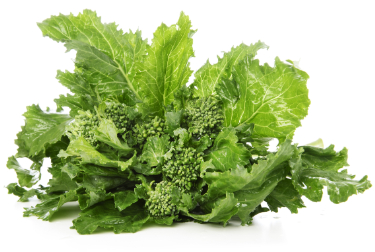 can dogs eat rapini