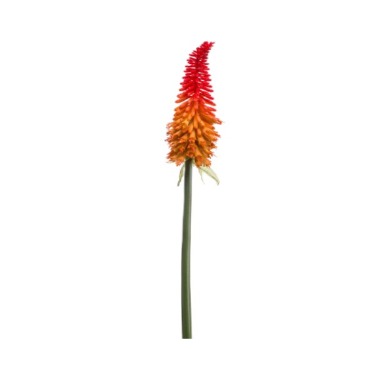 can dogs eat red hot poker