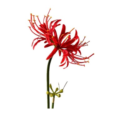 can dogs eat red spider lily