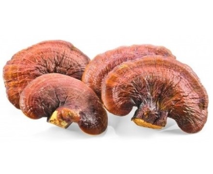 can dogs have reishi