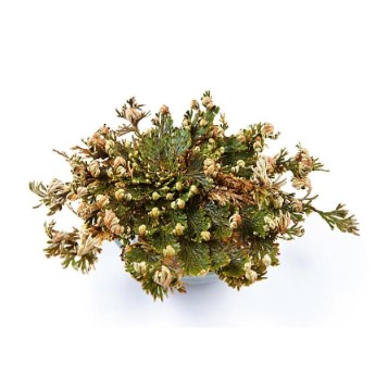 Can dogs eat rose of jericho