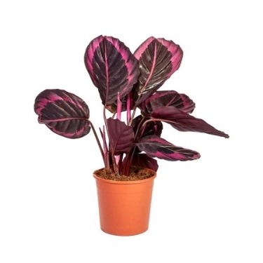 can dogs eat rose-painted calathea