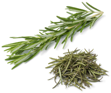 can dogs eat rosemary