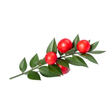 can dogs eat ruscus