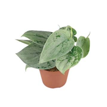 can dogs eat satin pothos
