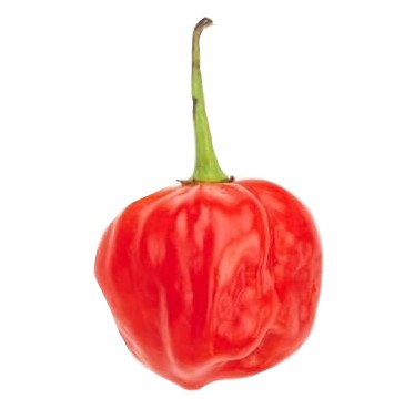 can dogs eat scotch bonnet peppers