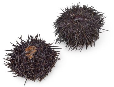 can dogs have sea urchin