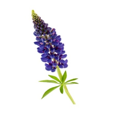 can dogs eat sicklekeel lupine