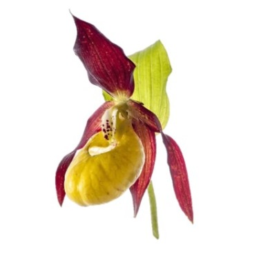 can dogs eat slipper orchid