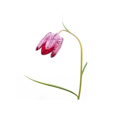 can dogs eat snake’s head fritillary