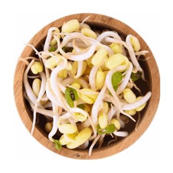 can dogs eat soybean sprouts