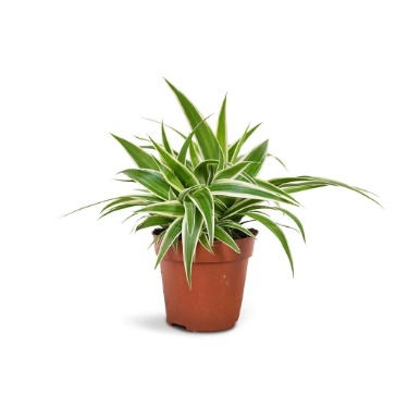can dogs eat spider plant
