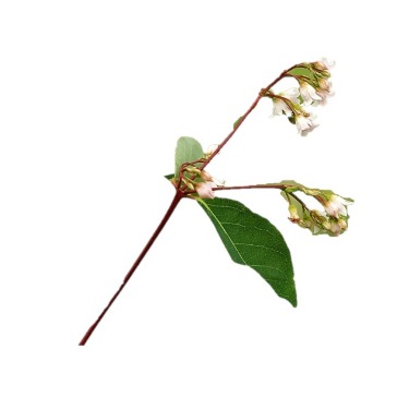 can dogs eat spreading dogbane