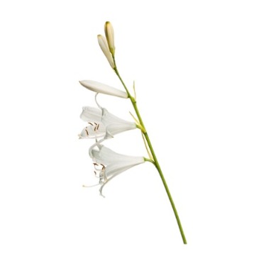 can dogs eat st. bernard’s lily