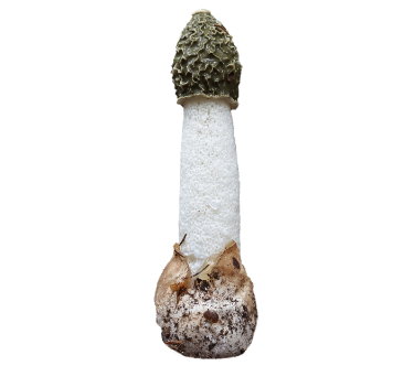 can dogs eat stinkhorn mushrooms