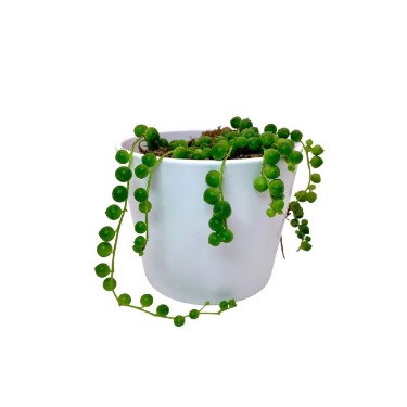 can dogs eat string of pearls