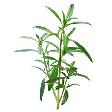 can dogs eat summer savory