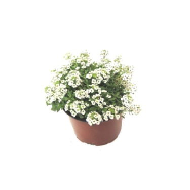 can dogs eat sweet alyssum