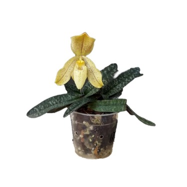 can dogs eat the one colored paphiopedilum concolor