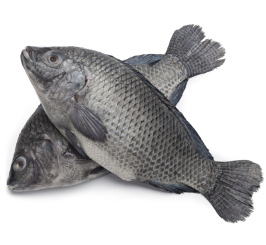 is tilapia fish good for dogs