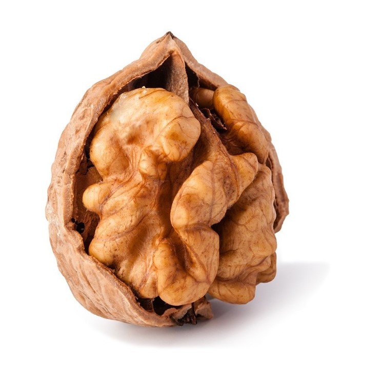 can dogs have walnuts