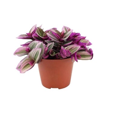 can dogs eat wandering jew