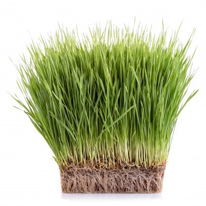 can dogs eat wheatgrass