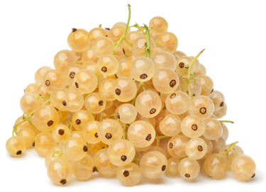 can dogs eat white currants