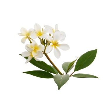 can dogs eat white frangipani